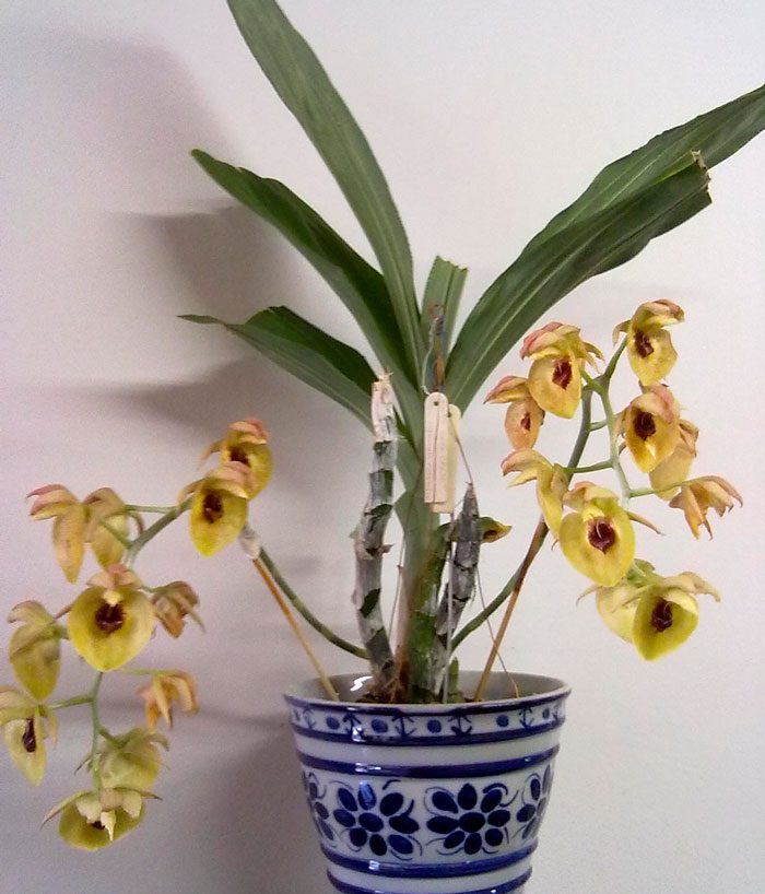 Cuidado de la orquídea catasetum cómo crecer en casa.