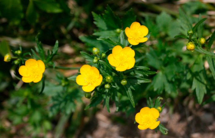 Buttercup planting and care, cultivation