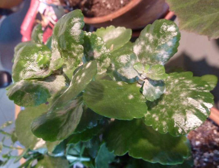 Diseases and pests of Kalanchoe