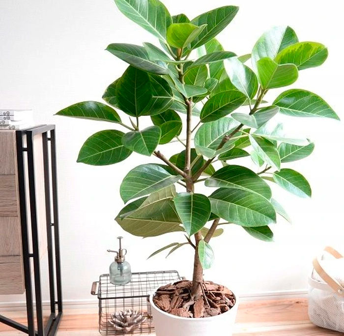 Cuidado de Ficus bengal cómo crecer en casa.