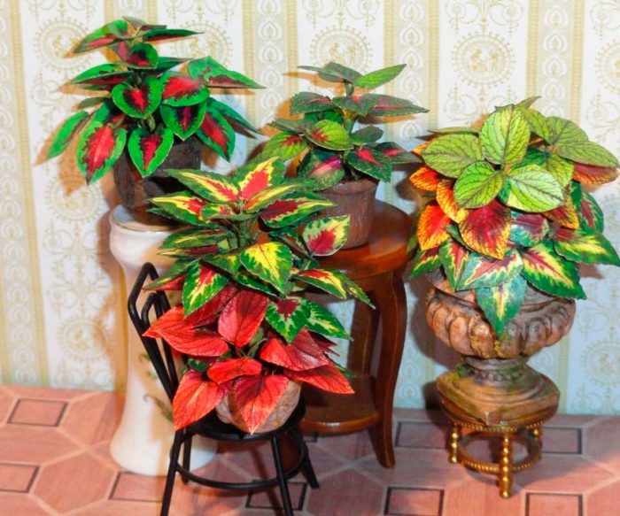 Caring for Coleus at home