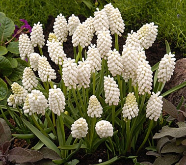 Muscari planting and care, cultivation