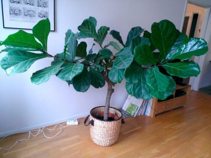 Ficus lira cuida cómo crecer en casa.