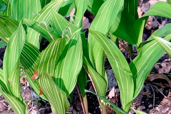 Lilies of the valley after flowering