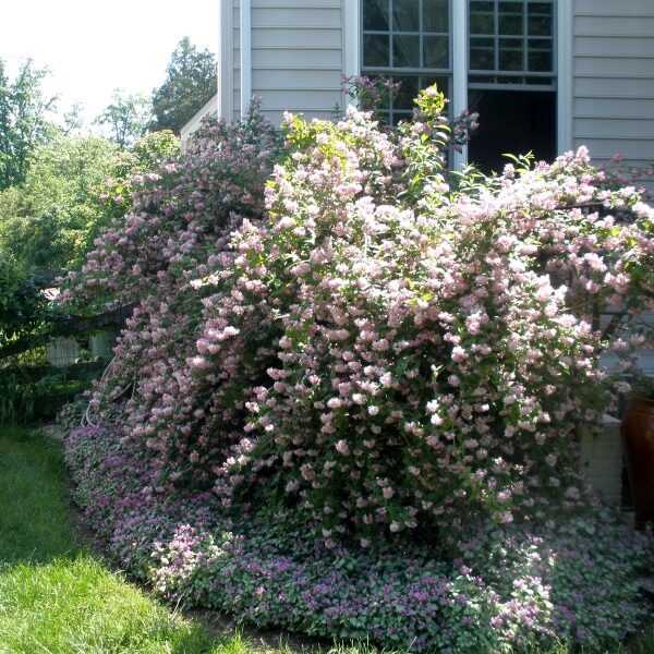 deytion shrub in the photo