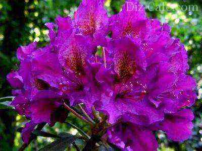 Blooming rhododendrons