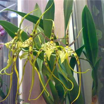 Brassia-orkidea: lajikkeet, istutus ja hoito