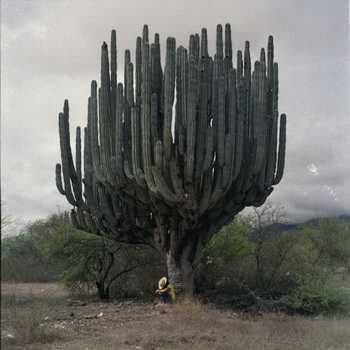 Cereus cactus: kuvaus ja hoito