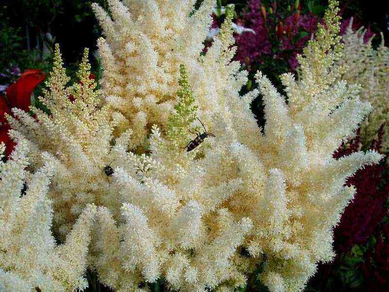 Cotton candy-like: astilba varieties that can be used to make a beautiful hedge