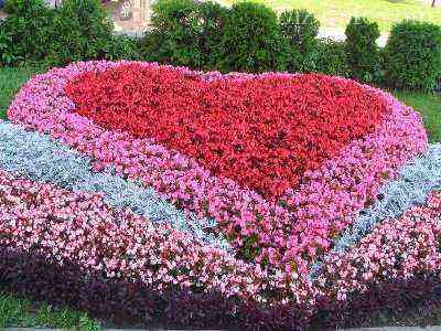 Flower bed of petunias