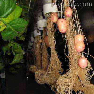 Impact of aeroponic systems on plant roots