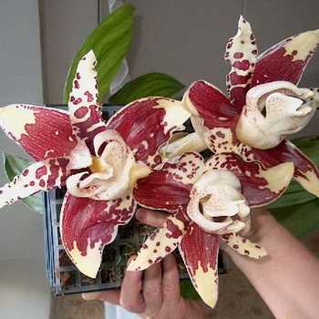 Epifyyttinen orkidea stangopea