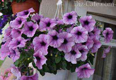 Planters and petunia on the balcony