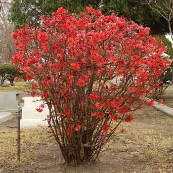 How to plant and care for Japanese quince