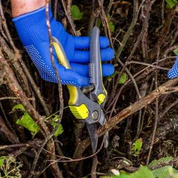 How to prune berry bushes