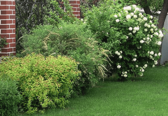 Spireas and hydrangea in the garden