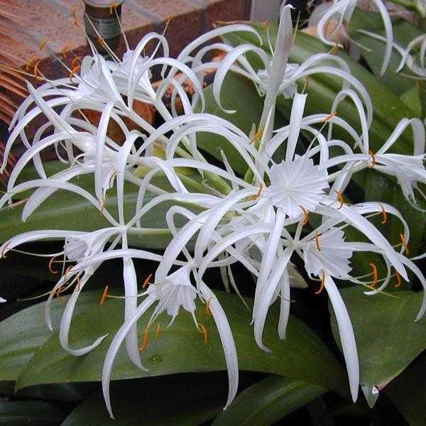 photo hymenokallis flowers
