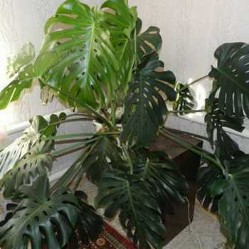 Monstera flower: photo and care