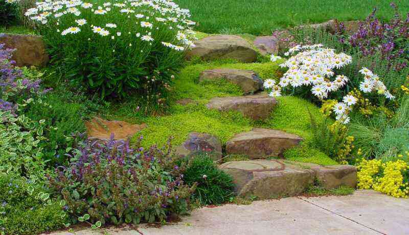 Top 8 best groundcover perennial plants for garden decoration