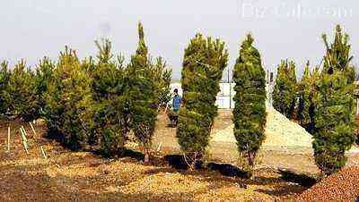 Landscaping of the site with evergreen conifers
