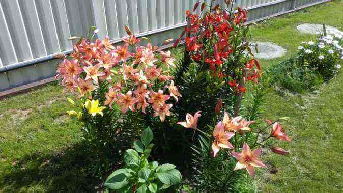 Lilies on the plot