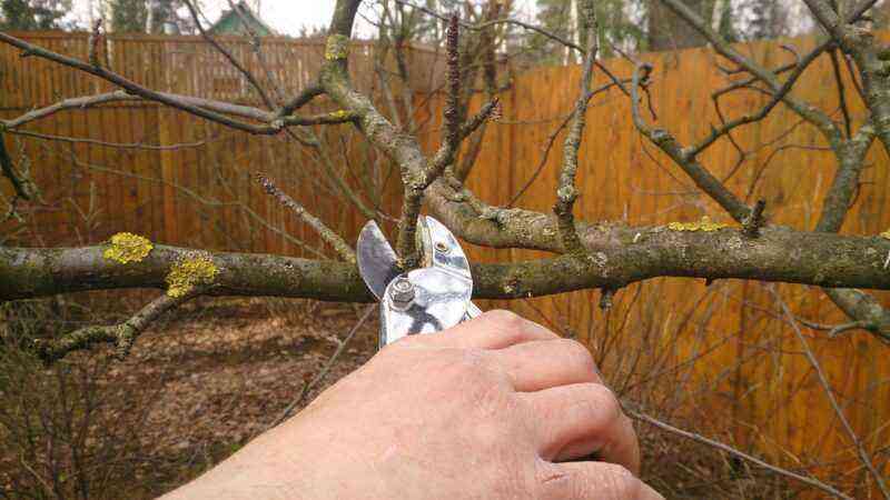 Rules for pruning fruit trees at different times of the year