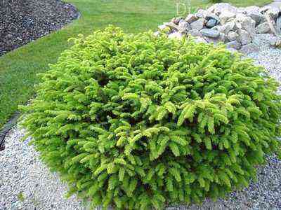 Dwarf spruce