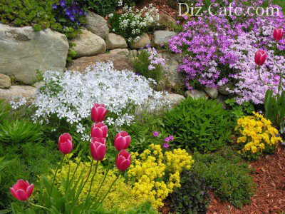 Covering and flowering plants for the rock garden