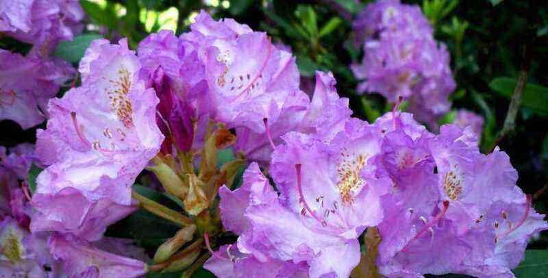 An overview of the most beautiful species of flowering rhododendrons for the garden