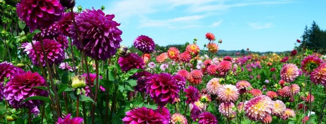 The most beautiful types of dahlias: 28 photos