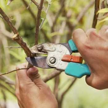 Types of pruning fruit trees
