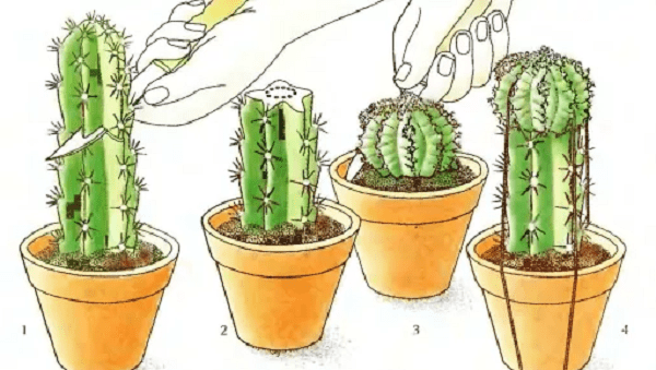 Hymnocalycium de cactus inusual: especies, reproducción y cuidados en el hogar.