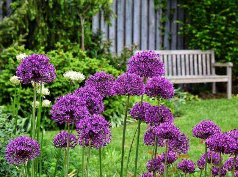 We plant 7 alliums in September and admire the beautiful "balls" all next summer
