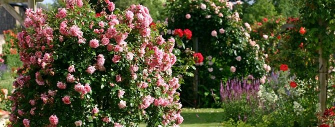What is a standard rose: a garden from Wonderland