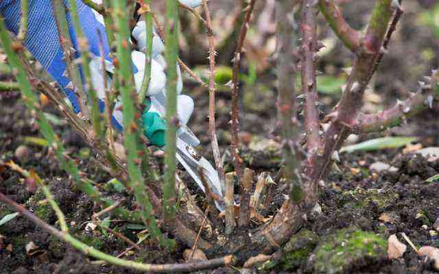 What to do to revive roses after wintering