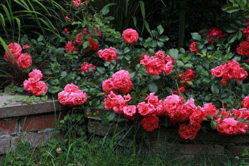Groundcover roses in landscape design: how to make a gorgeous rose garden