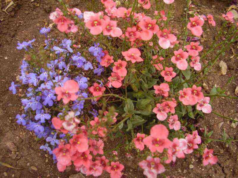 Gentle diastography from seeds: planting now to enjoy early summer