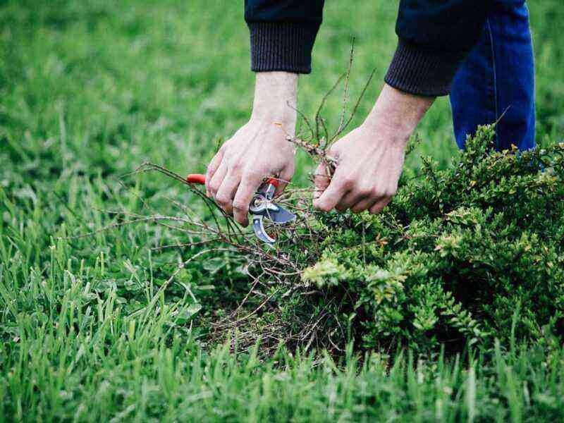 Weed control on your lawn or how to properly save your lawn