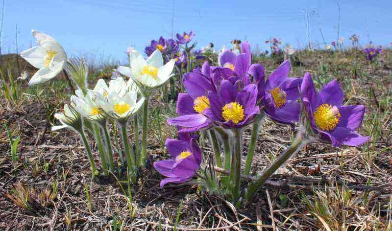 What perennial flowers take root best in the conditions of the Urals and Siberia