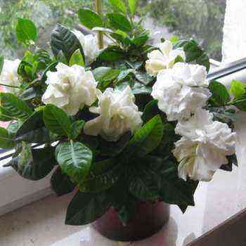 Gardenia (gardenia): how to grow at home