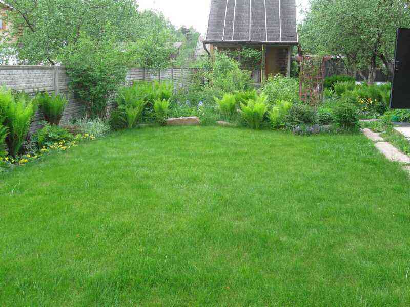 Tips for planting a lawn in hot summer: how to ensure the germination of grass in a dry season?