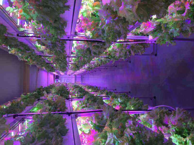 Do-it-yourself aeroponics: harvesting a rich crop right out of thin air