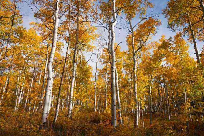 5 facts about birch that you should know before planting it on the site