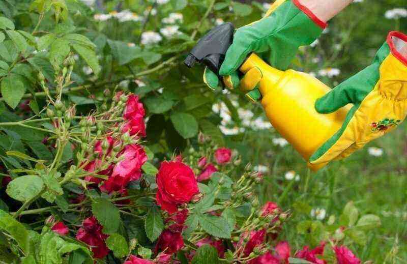 Treatment of roses from pests in April