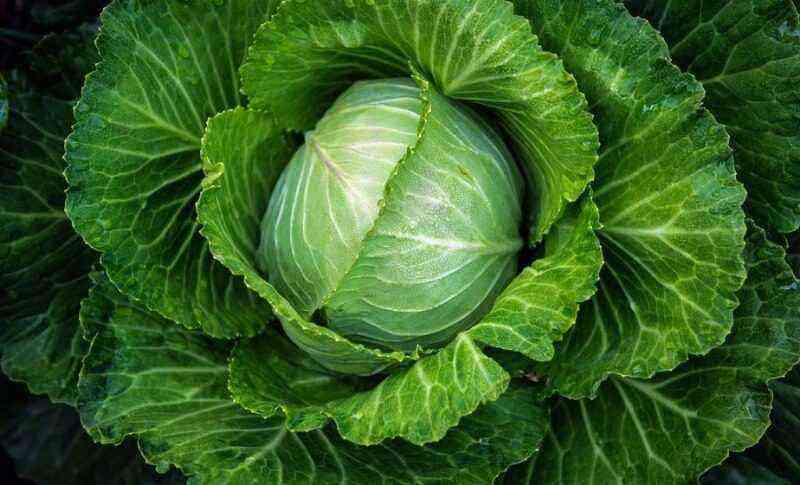 I plant cabbage in spring so as not to waste time on hilling it in the summer