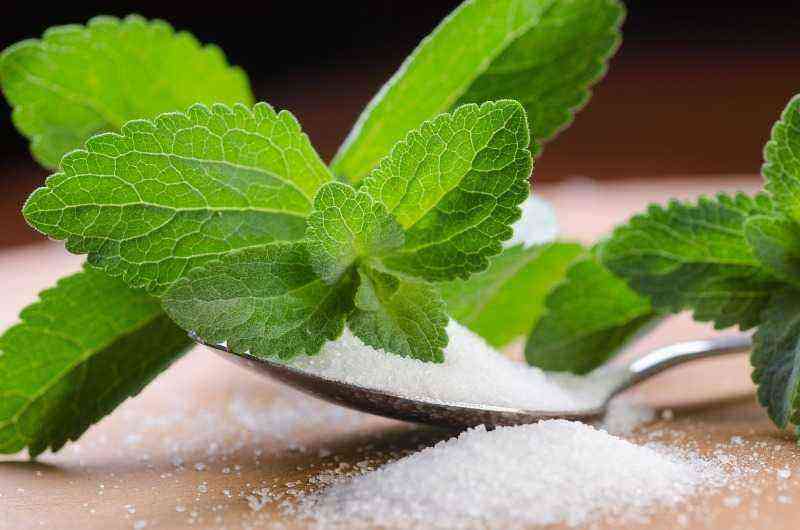 How I managed to grow Stevia, a natural sugar substitute