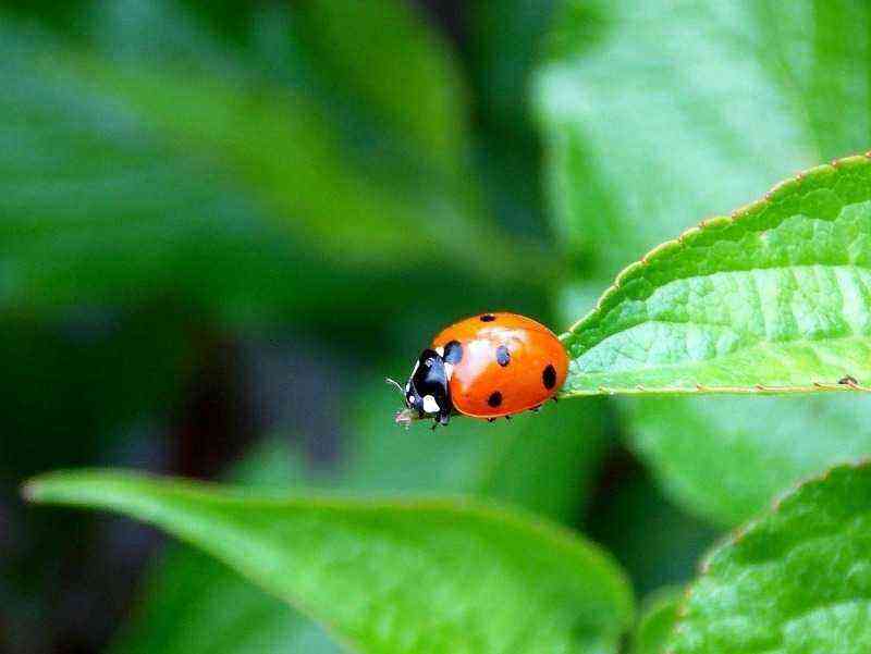 How to lure ladybugs into the garden - the main enemy of aphids