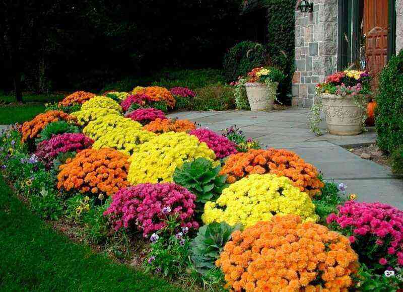 In the spring I plant my chrysanthemums to get larger flowers
