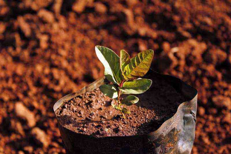 4 things to look out for when buying seedlings in September