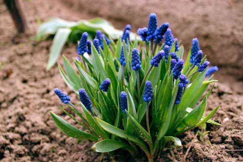 Spring garden: 8 plants that can be expected to bloom in April